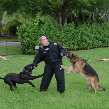 I Took a Bite From Two Dogs at the Same Time