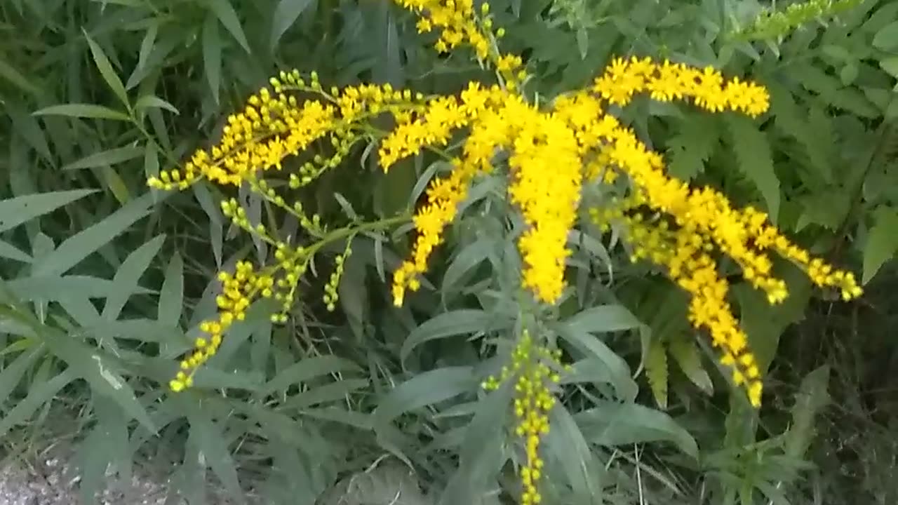 Goldenrod