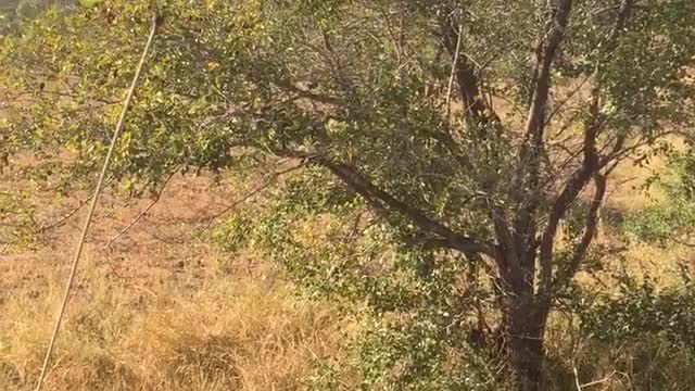 close up encounter with a leopard