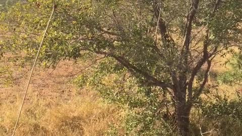 close up encounter with a leopard