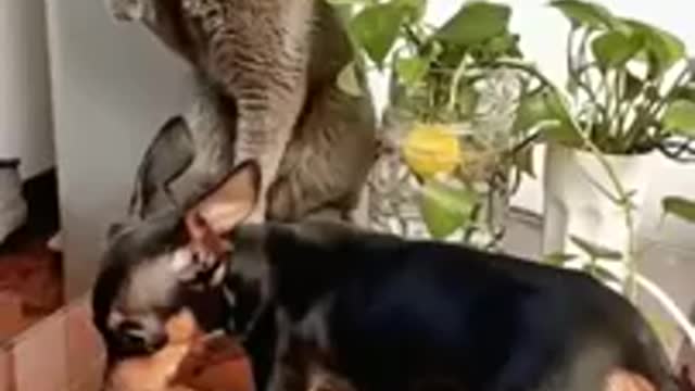 Angry Cat vs dog funny fighting video .