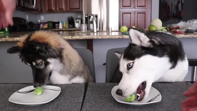 Will My Huskies Eat Their Fruits & Veggies