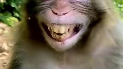 Monkey smile 😁😁😁 now shorts video