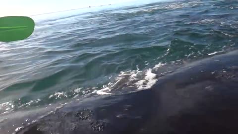 Kayak levantado por ballena en Puerto Madryn, Patagonia Argentina!