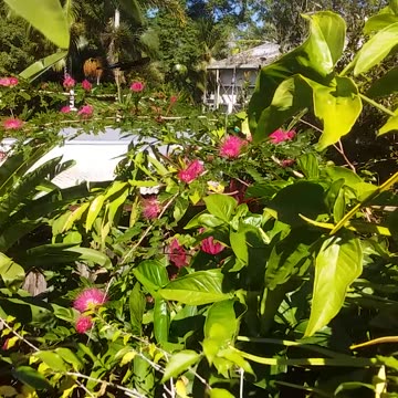 15.6.2024 Ulysses Butterflies (5)