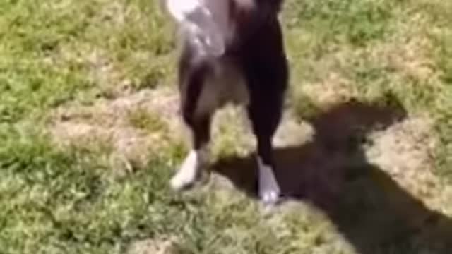 OMG So Cute ♥ Funny Cats and Dogs Part 2