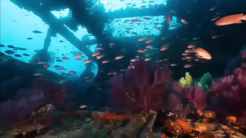 Ocean Life. Documentary;