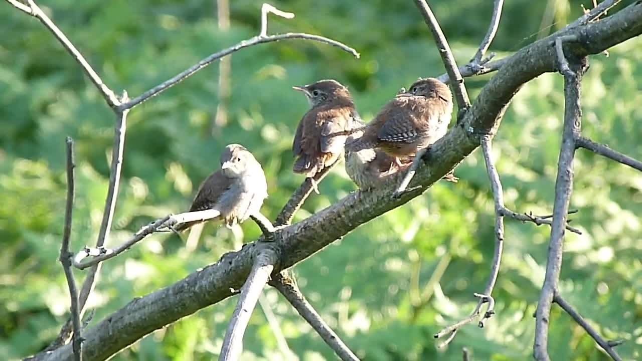 House Wren Fledglings