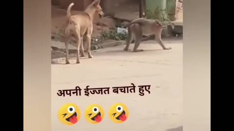 Dog comedy