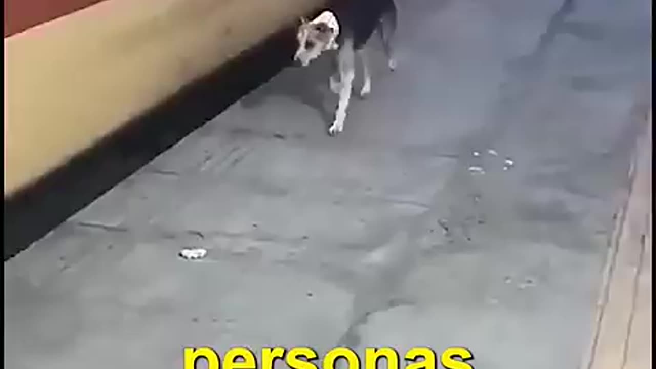 El perro salva vidas