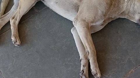 Dog sleeping