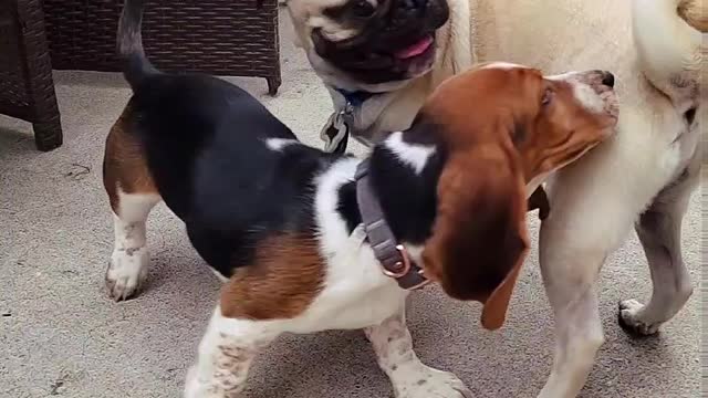 Basset Hound Chases Pug