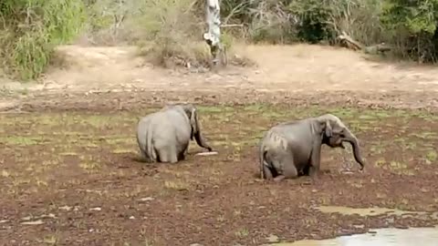 Two beautiful elephants in Yala national park Sri Lanka | wild elephant srilanka