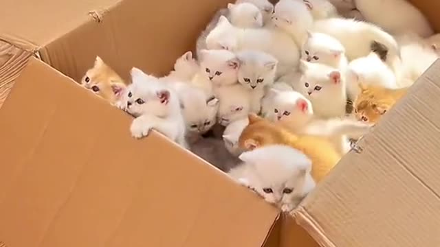 A box of kittens