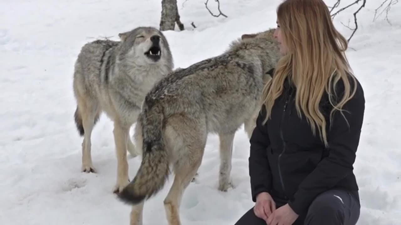 Wolves react to Woman after 4 years apart #wolf #wolves #wolfpack #reunion