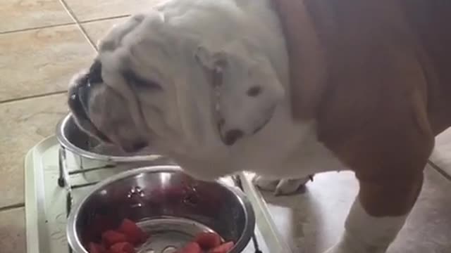 When Gerald the bulldog eats watermelon, things get messy