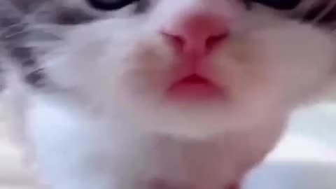 Cute cat video