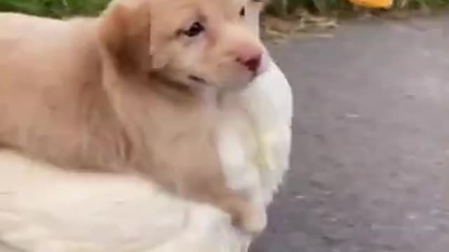 Dog and duck bestfriends