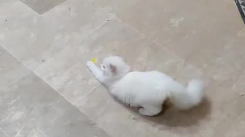 Cute and funny cat video.