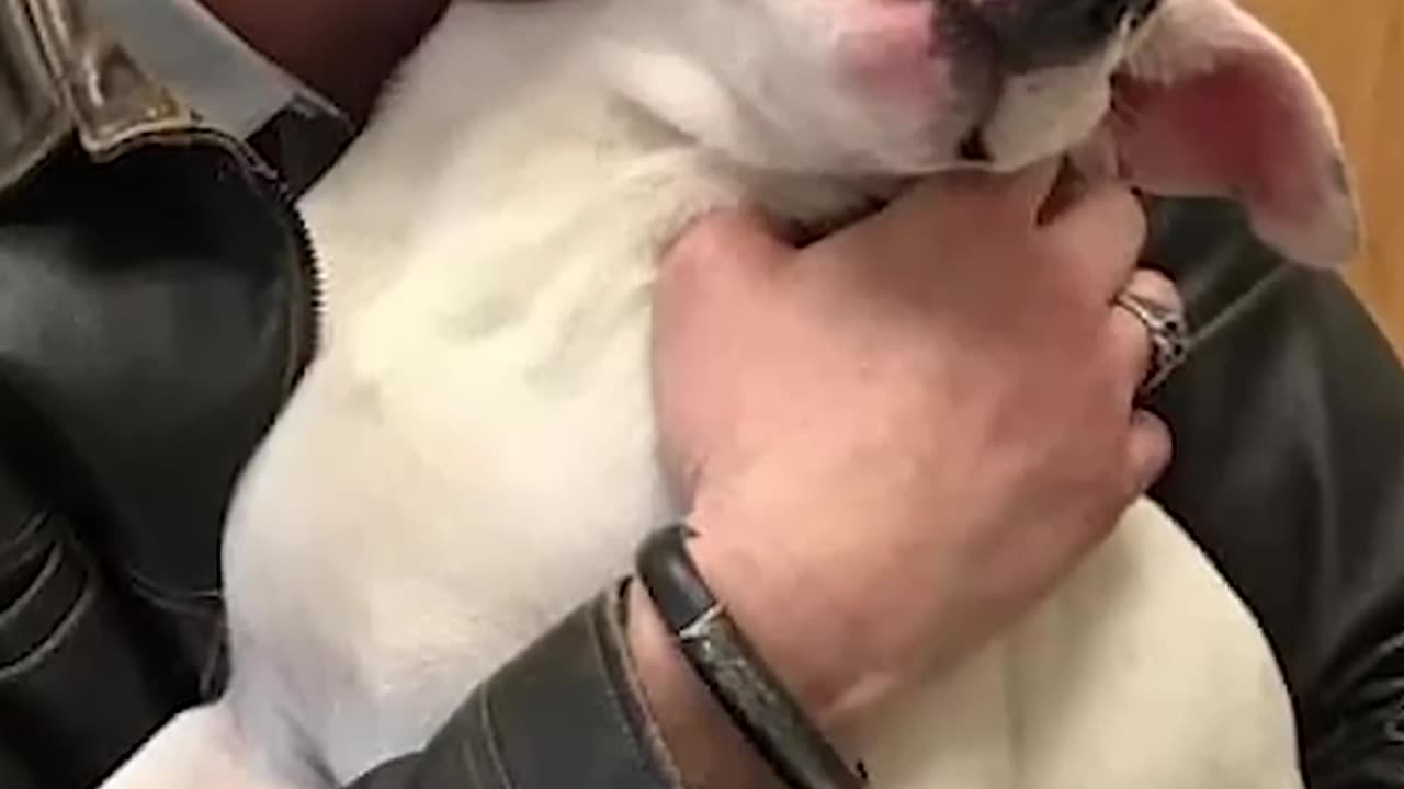 A AWESOME STORY OF A SPECIAL NEEDS DOG