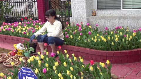 Cách trồng Hoa Tulip đẹp rực rỡ _ Growing beautiful Tulip
