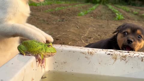 Laugh Fest with Hilarious Animals