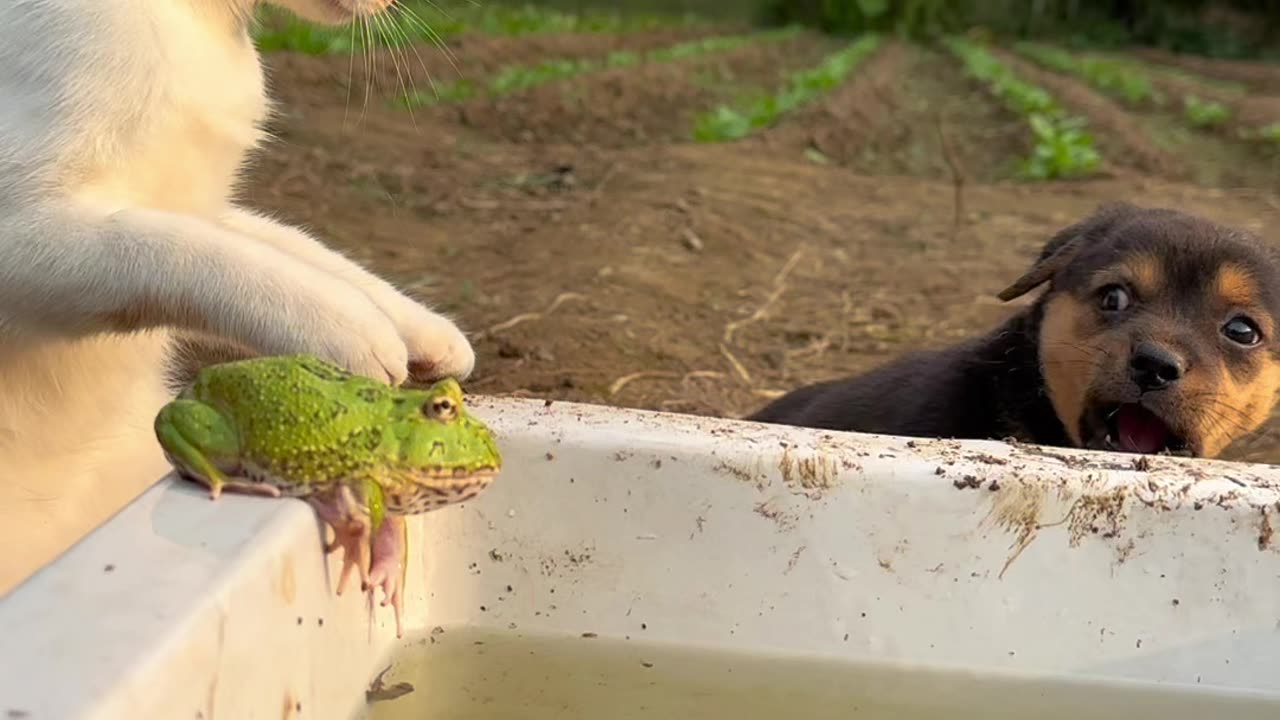 Laugh Fest with Hilarious Animals