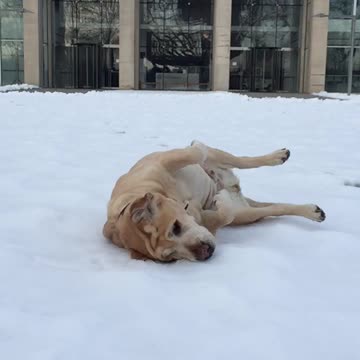 Labrador enjoys the snow