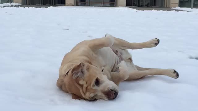 Labrador enjoys the snow