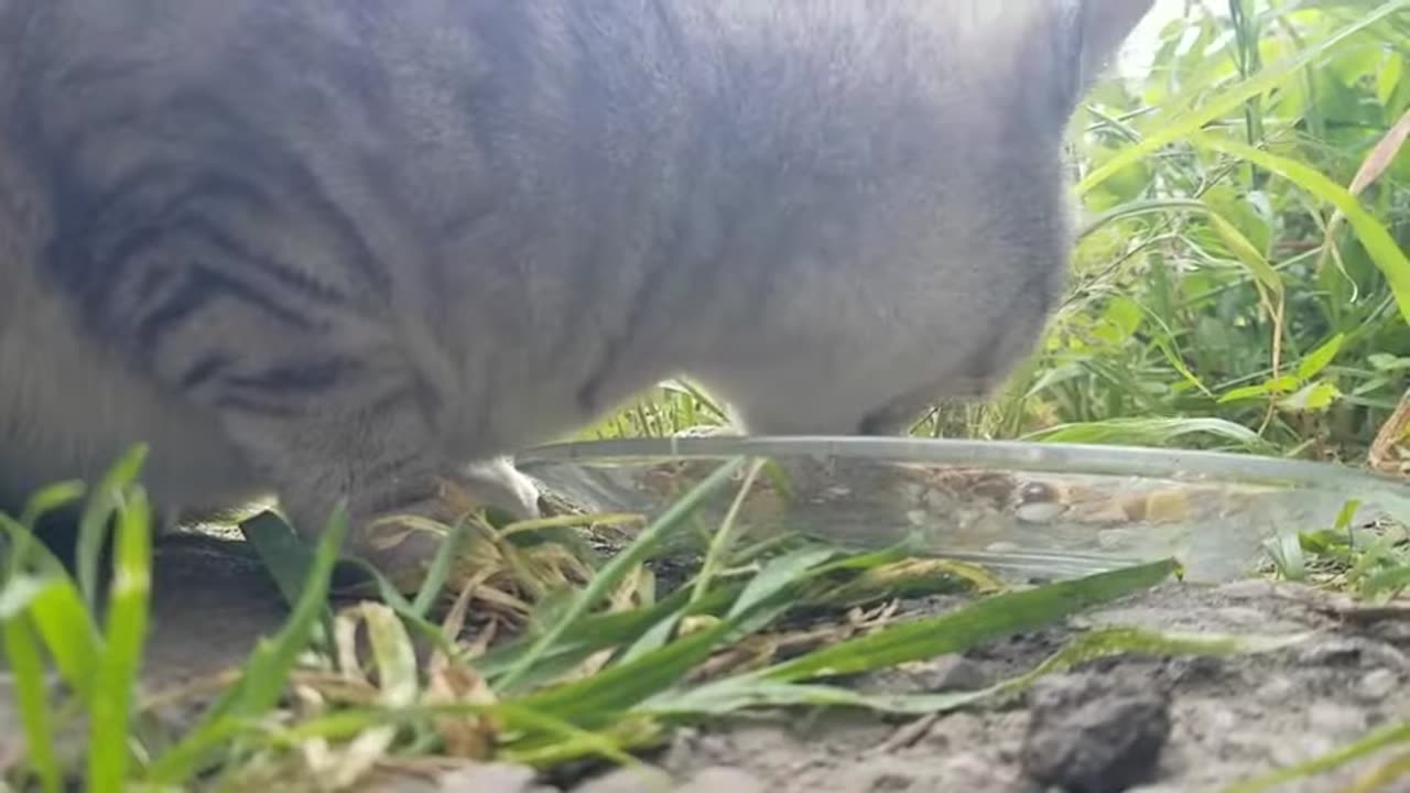 20240425 154159 Birthday Eating Under Fence