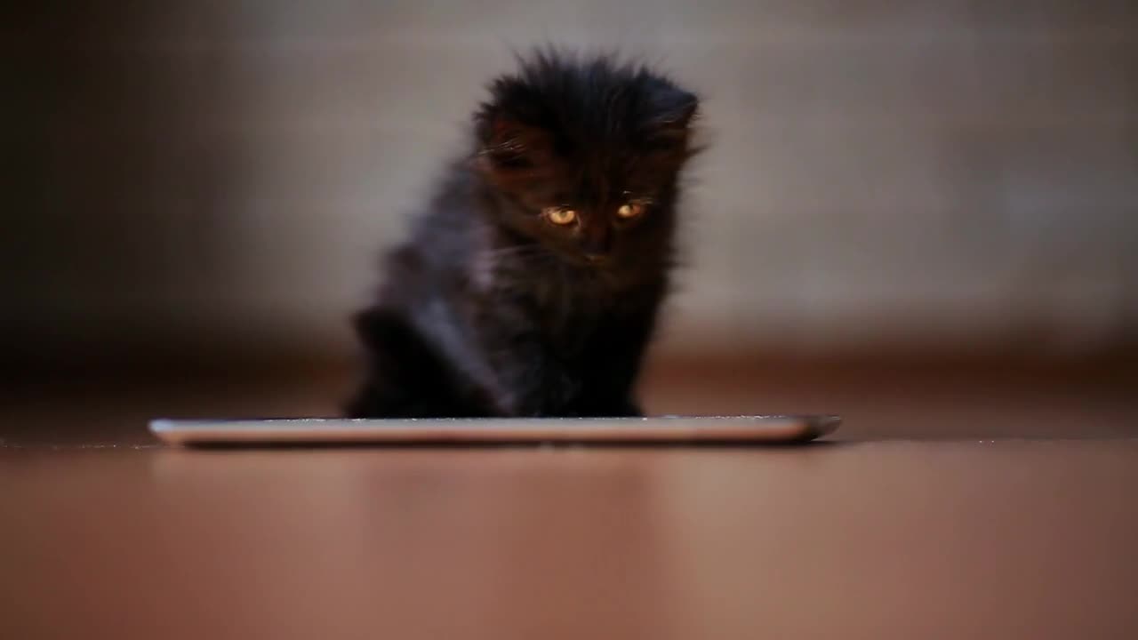 A little black kitten in the evening is playing with a screen tablet computer