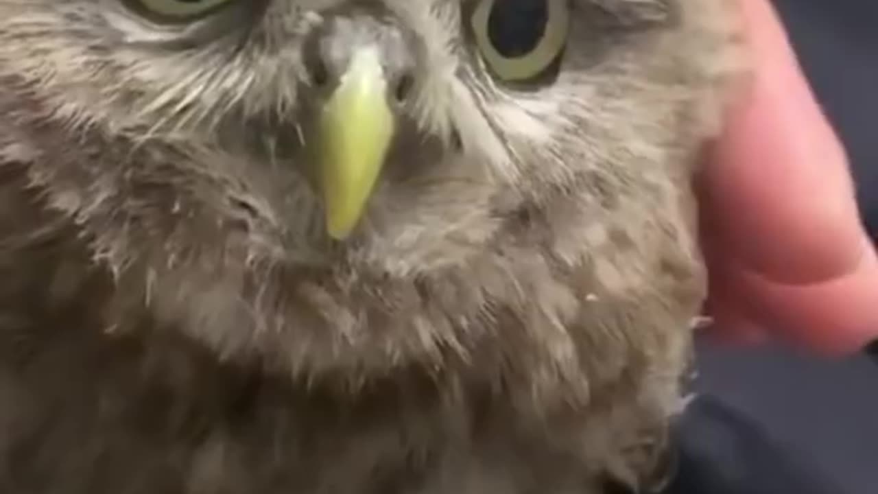 Funny animal videos