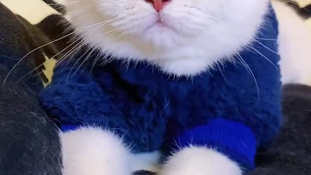 小さな赤ちゃん🐱