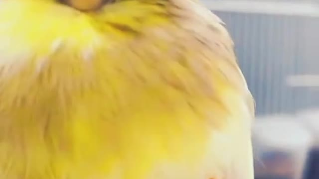 kashifbahi786 #kashifbahifam #parrots #birds