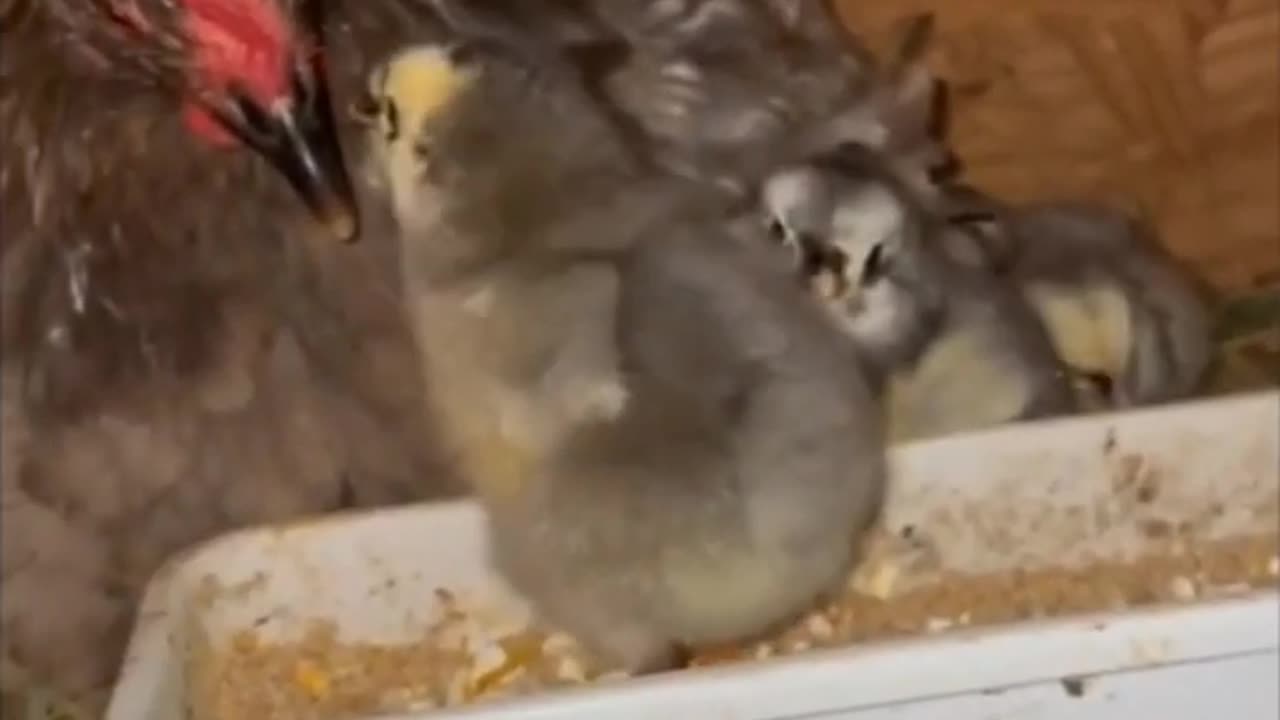 #funny animals video# new animals video 2024#♥😺😺😸#