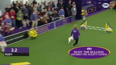 Watch 5 of the best WKC Dog Show moments to celebrate National Puppy Day | FOX SPORTS