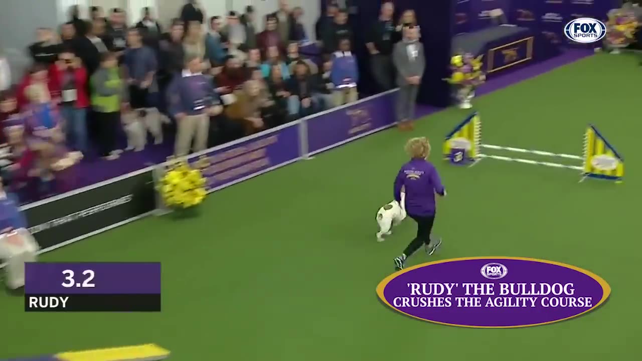 Watch 5 of the best WKC Dog Show moments to celebrate National Puppy Day | FOX SPORTS