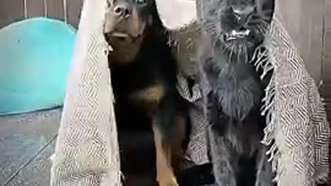 A Man his Dog and his pet...Panther