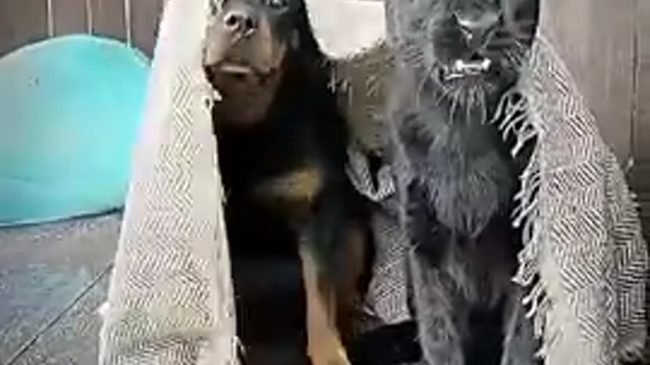 A Man his Dog and his pet...Panther