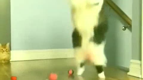 Funny pets compilation, funny cat try not to laugh Best funny animal video