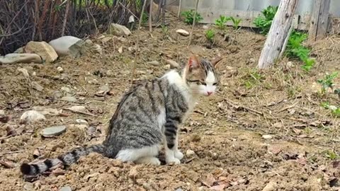 A male cat is looking for a female cat 😍