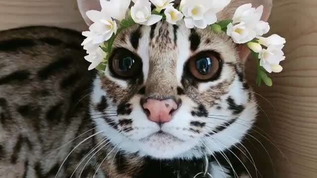 #fypcat #cat #catvideo #fypcatlovers #catcute #catlife #catchallenge #catlovers #fypcats