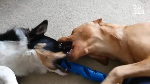🐾 FUNNIEST Animal Videos 🐾