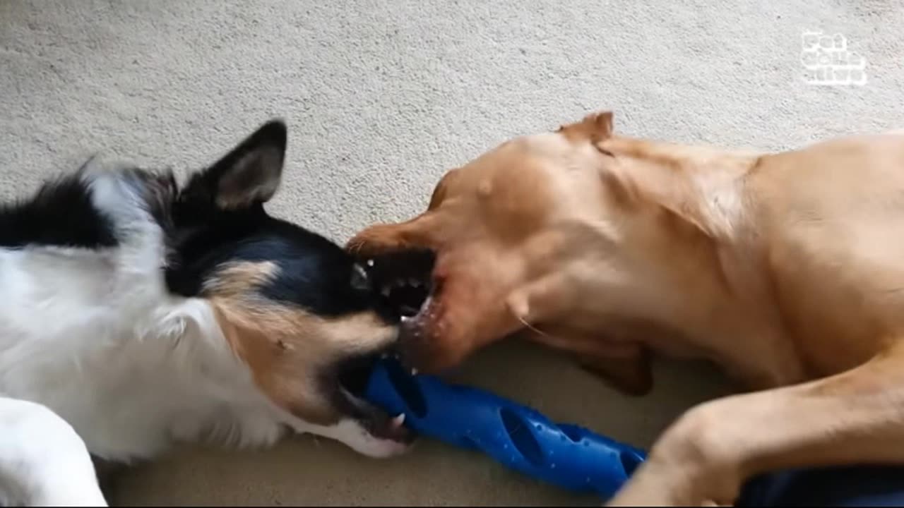 🐾 FUNNIEST Animal Videos 🐾