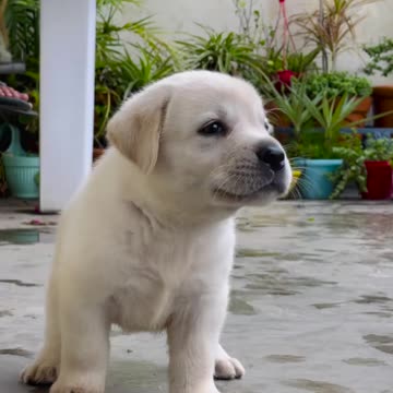 Cute puppy animal beautiful animals and...