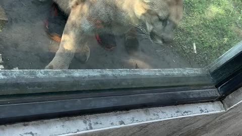 Small Cat Meets Big Cat at the Zoo
