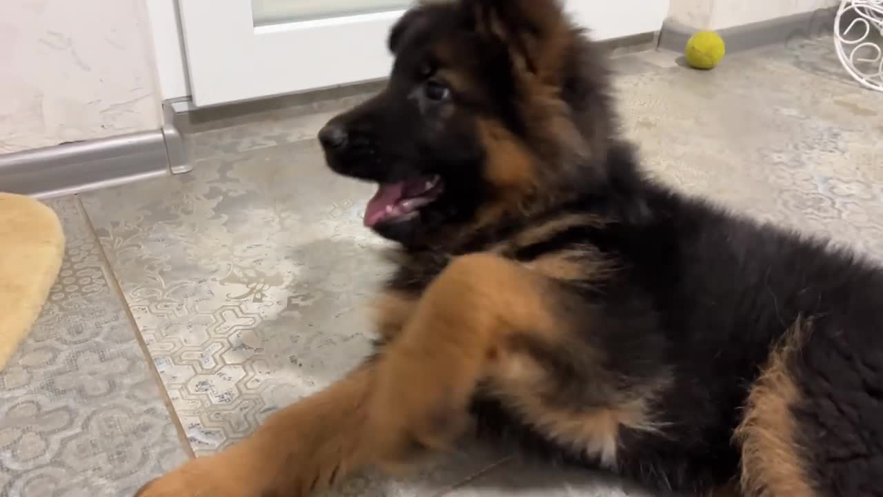 What does a German Shepherd Puppy do when a Cat doesn't want to play