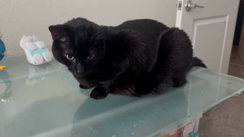 Cute Precious Piper is Right on Top of Things on the Desk - Adopting a Cat from a Shelter Vlog