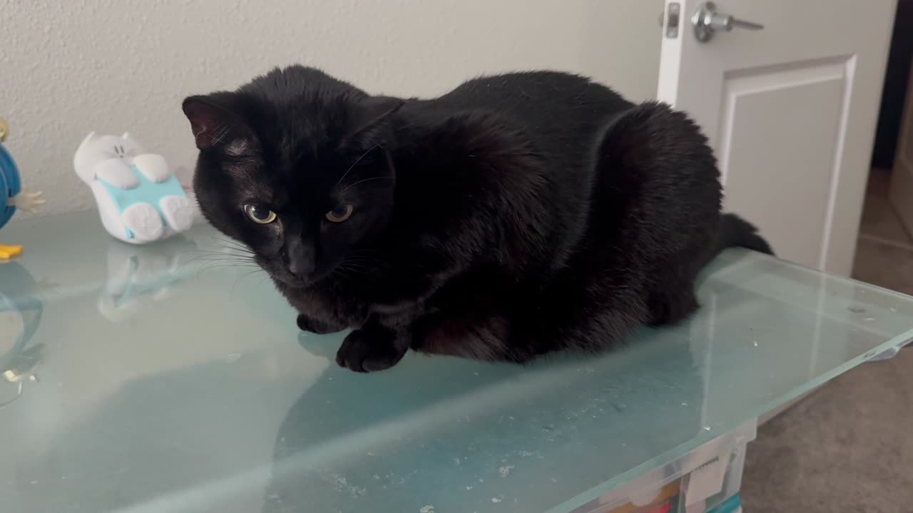 Cute Precious Piper is Right on Top of Things on the Desk - Adopting a Cat from a Shelter Vlog