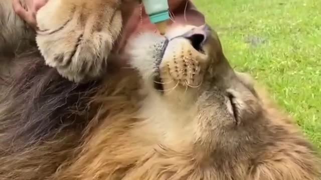 amazing animals